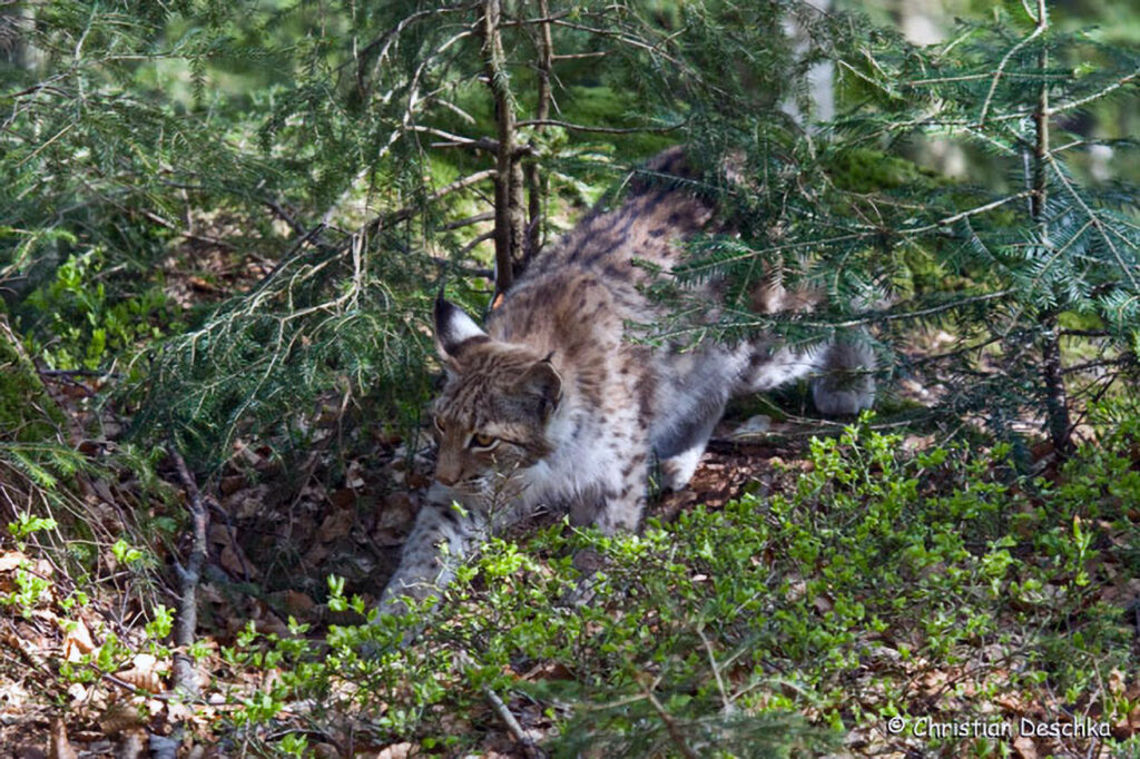 021_Luchs