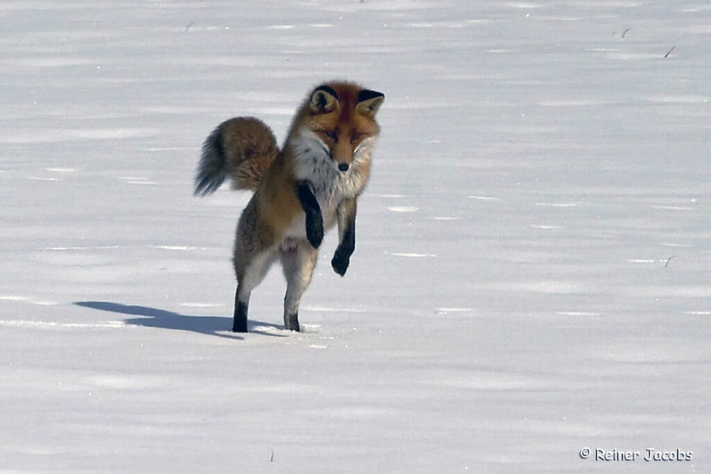 021_Tierspuren-im-Schnee