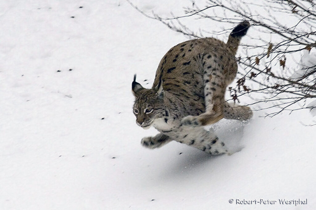 1/ 250s, at f/8 || E.Comp:-2 / 6 || 420mm || WB: AUTO 0. || ISO: 800 || Tone: AUTO || Sharp: NORMAL || Camera: NIKON D2Xon: 2007:02:03 10:00:01