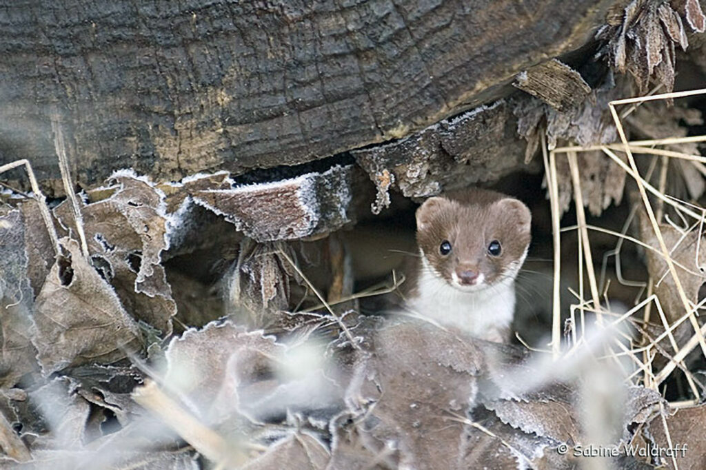 022_Mauswiesel