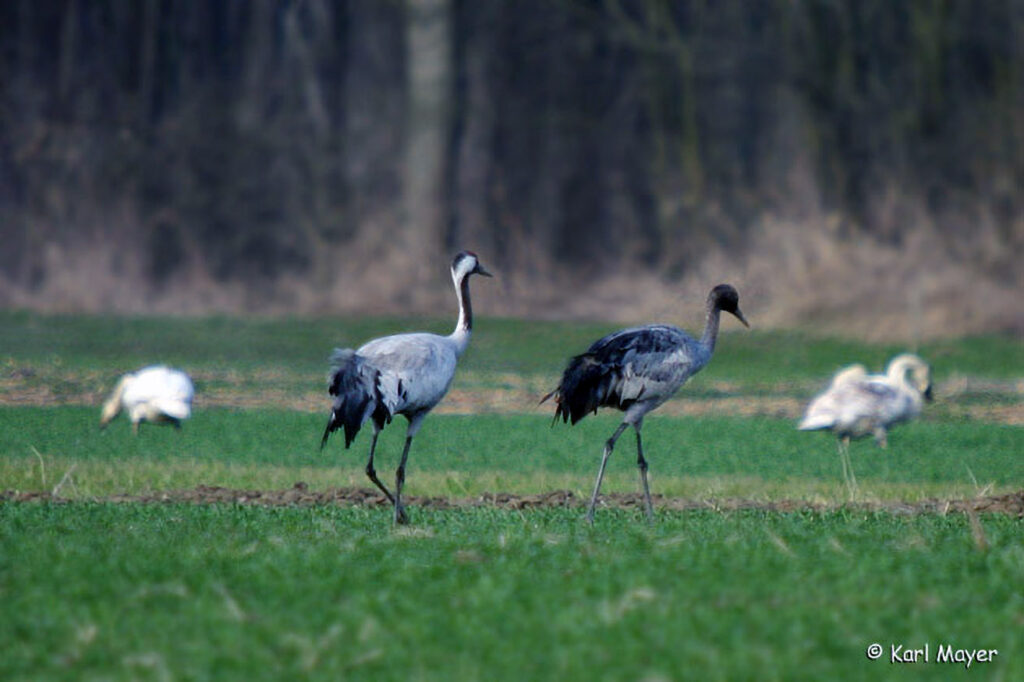 022_Naturinfozentrum-Saxen