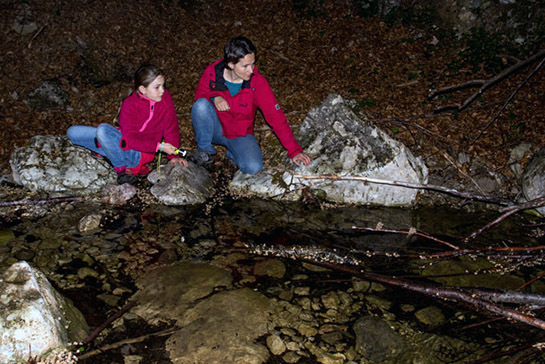 023_Feuersalamandermodell