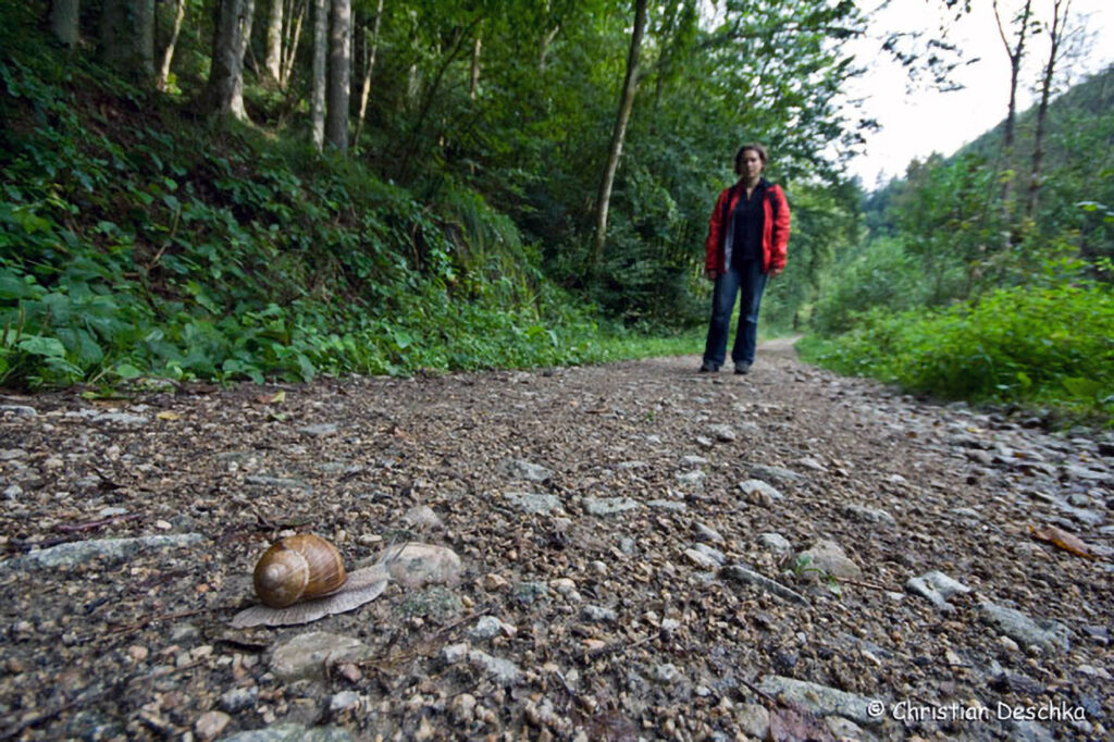 023_Naturschutzgebiet-Pesenbachtal