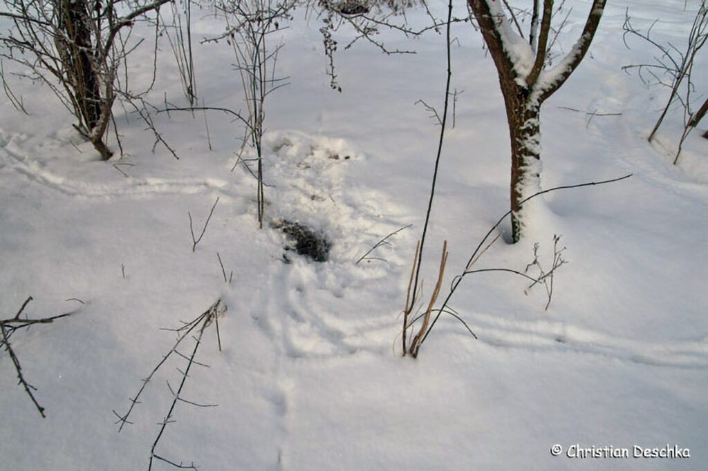 023_Tierspuren-im-Schnee