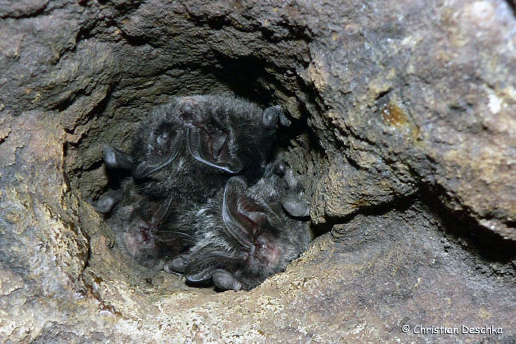 024_Fledermaeuse