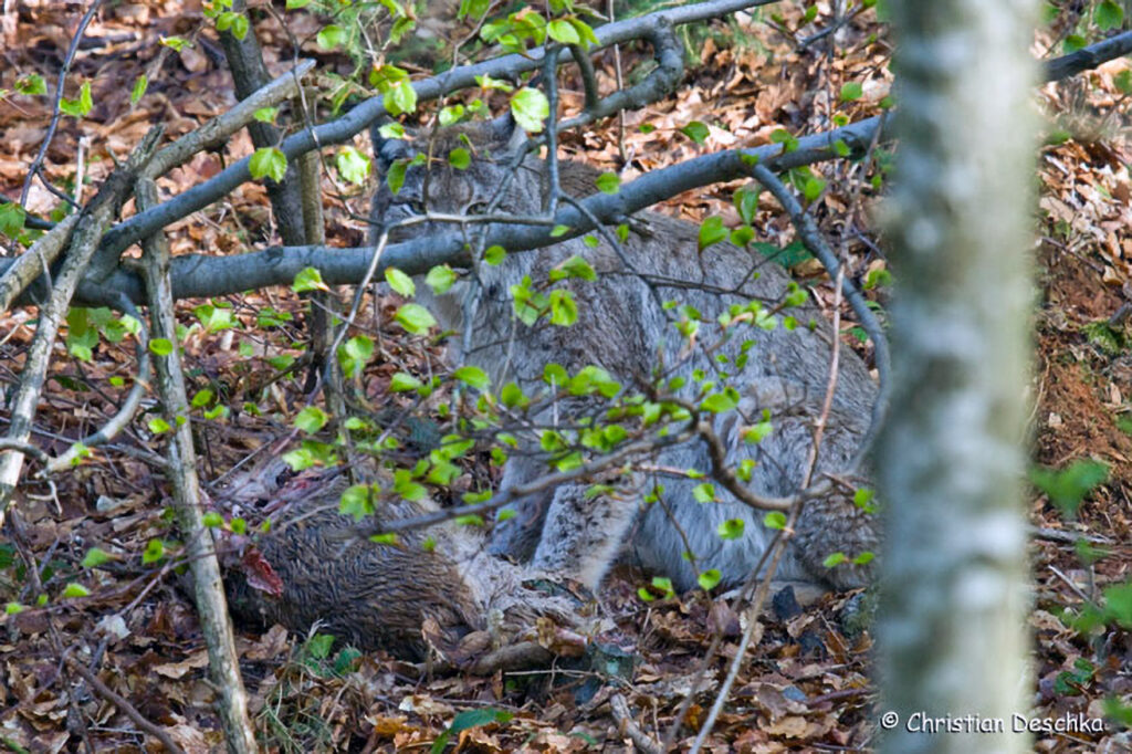 025_Luchs