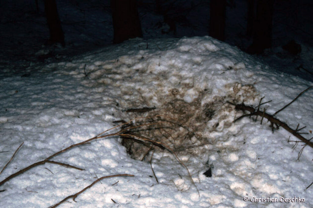 025_Tierspuren-im-Schnee