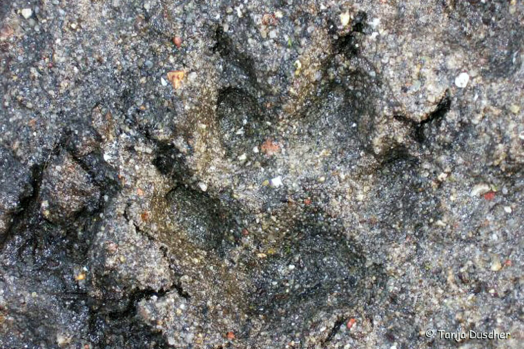 026_Tierspuren-Fotos