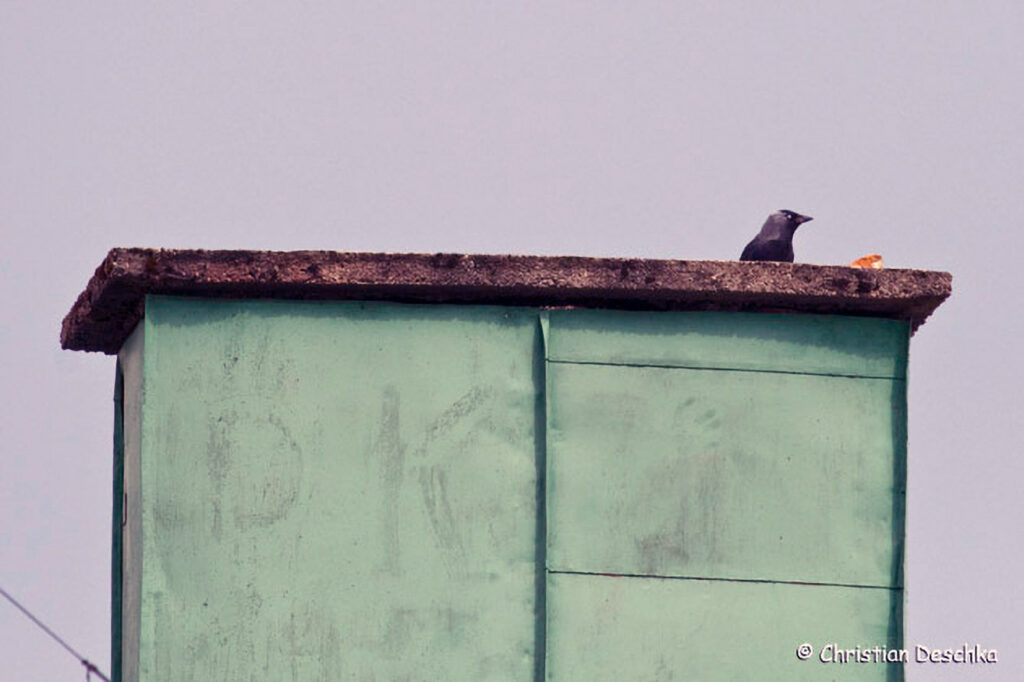 026_Voegel-an-Gebaeuden