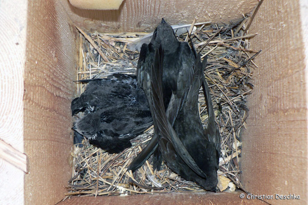 027_Mauerseglerprojekt