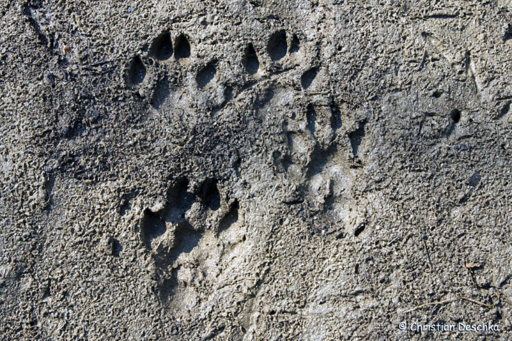 027_Tierspuren-Fotoquiz