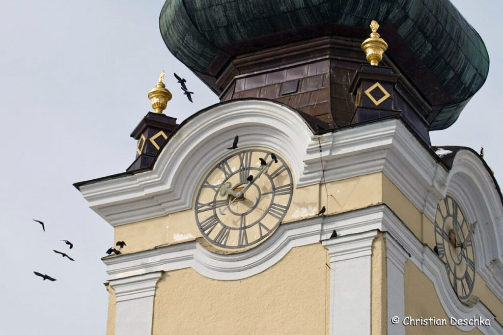 027_Voegel-an-Gebaeuden