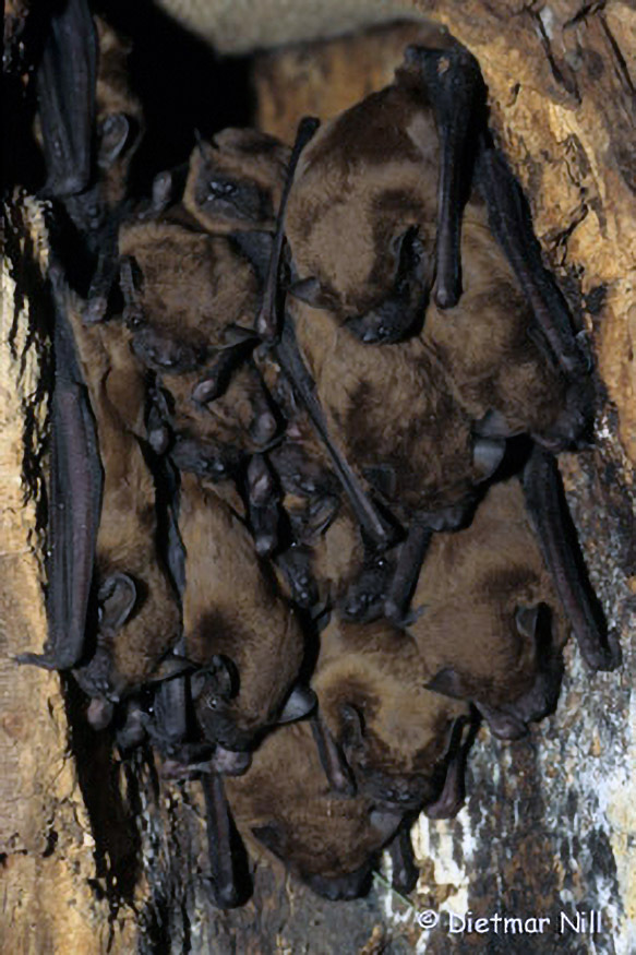 Die Spannweite des Grossen Abendseglers ist groesser als der einer Amsel, grosse, stabile Ohren und pilzfoermiger Tragus, Fell kurz und anliegend in hell- bis rostbraunem Ton, Erscheinungsbild kraeftig kompakt und gedrungen, lange schmale Fluegel und spitz zulaufende keilfoermige Schwanzhaut. Der Grosse Abendsegler ist in Europa bis nach Suedskandinavien verbreitet.
Nimmt im Sommer und im Winter gern Quartier in Baumhoehlen. Lebt in Waeldern und Parklandschaften mit hohen, alten Baeumen.  Schneller Jaeger des offenen Luftraumes. Flughoehe 10-50 m. Seine Jagdfluege beginnen frueh, oft schon vor Einbruch der Daemmerung. Im Herbst und Fruehjahr ziehen die Tiere in Europa umher.