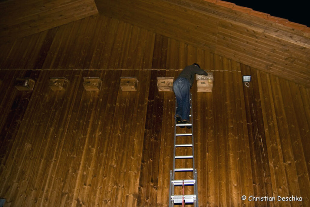 028_Mauerseglerprojekt