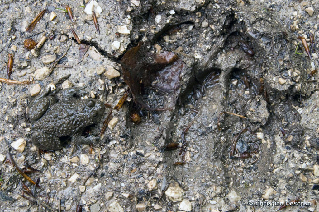 028_Tierspuren-Fotoquiz