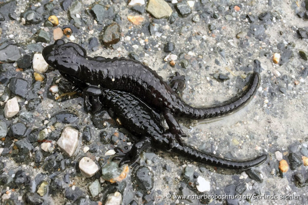029_Alpensalamander