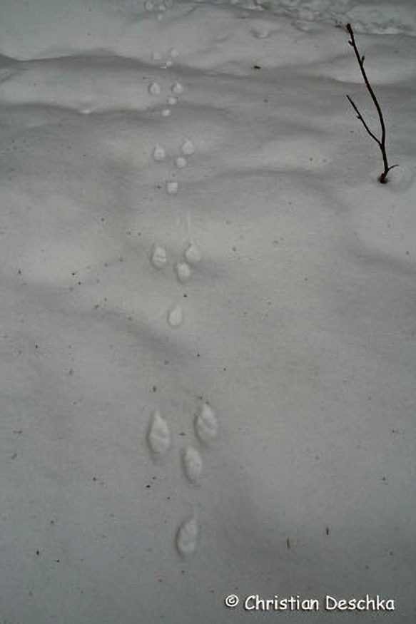 029_Tierspuren-im-Schnee