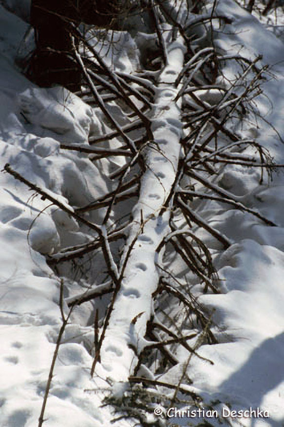 030_Tierspuren-Fotos