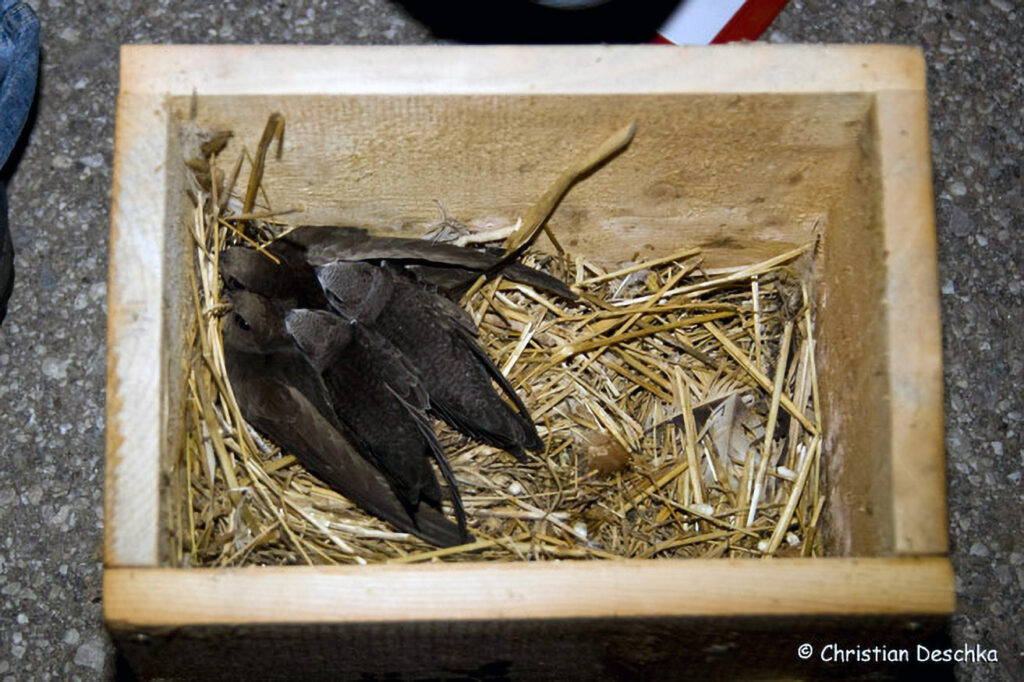 031_Mauerseglerprojekt