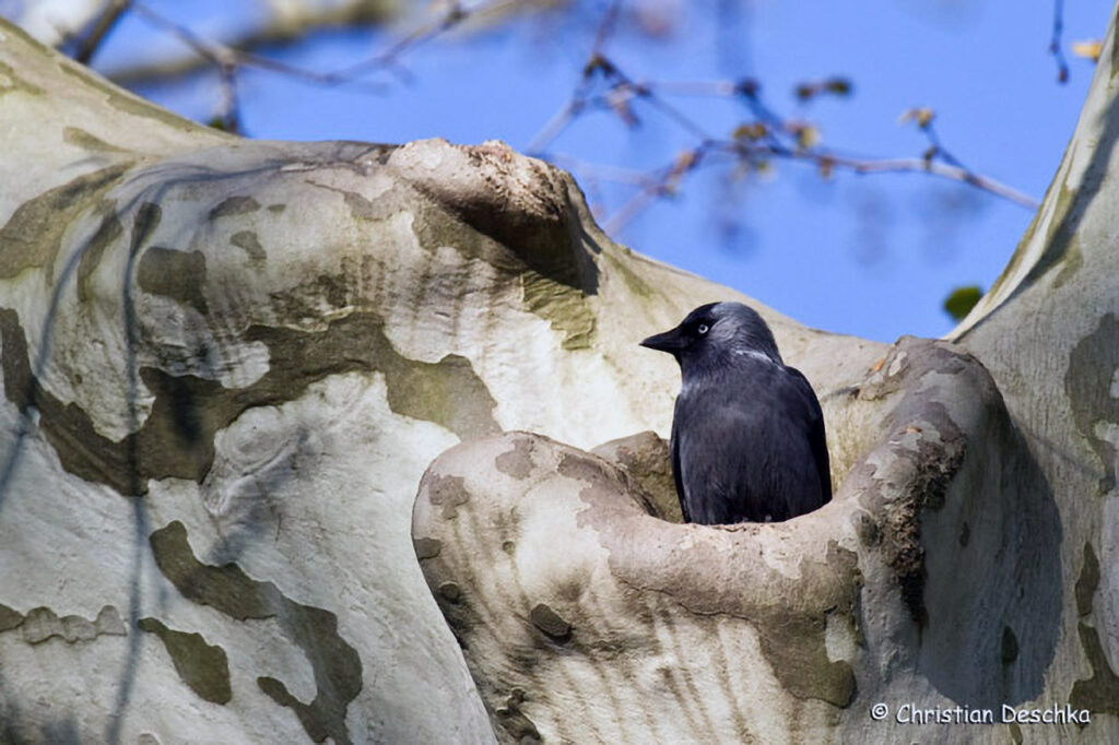 031_Voegel-an-Gebaeuden