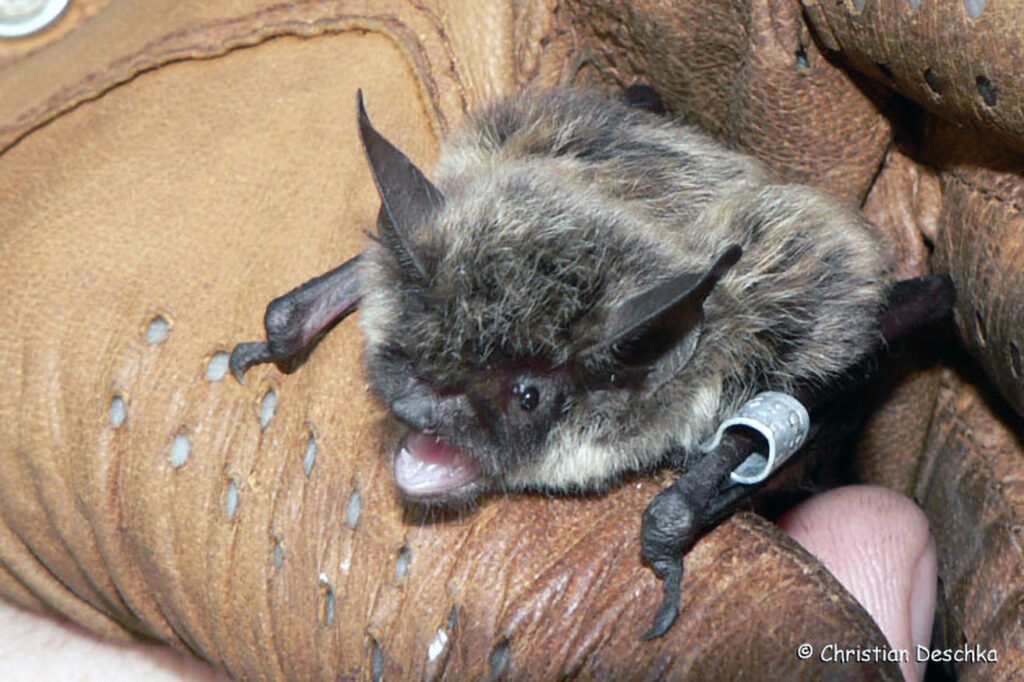 032_Fledermaeuse