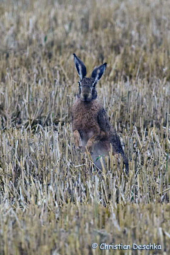 034_2_Feldhase