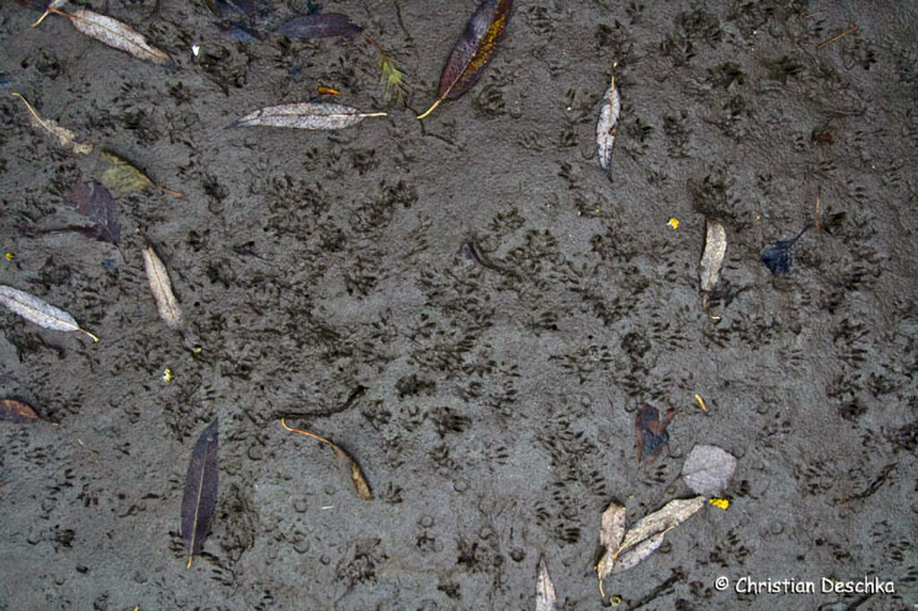 034_Tierspuren-Fotos