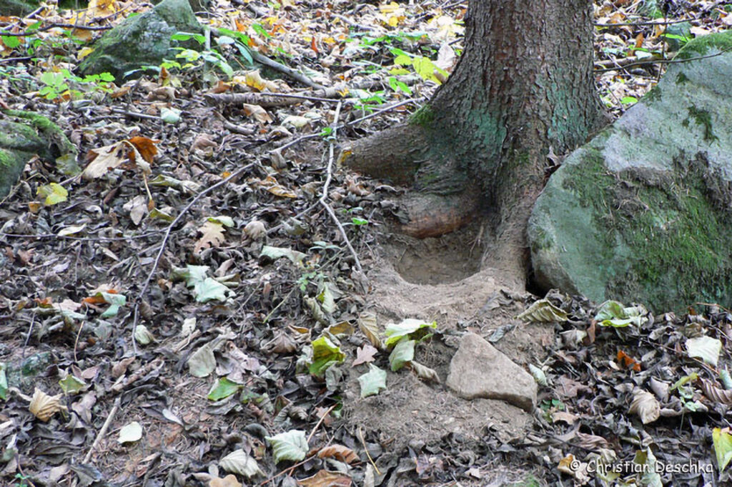 034_Tierspuren-im-Schnee