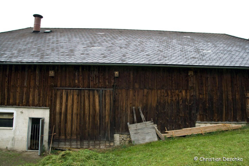 035_Mauerseglerprojekt