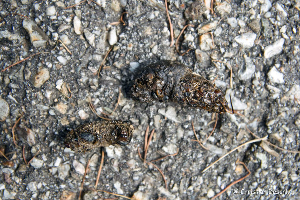 035_Tierspuren-Fotos