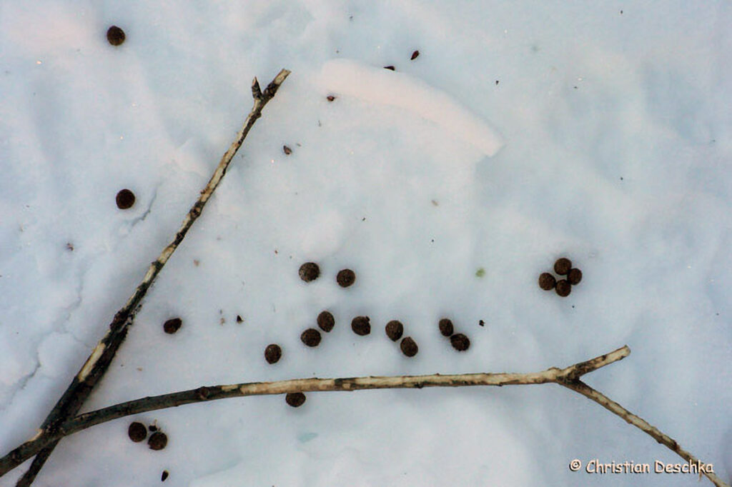 035_Tierspuren-im-Schnee