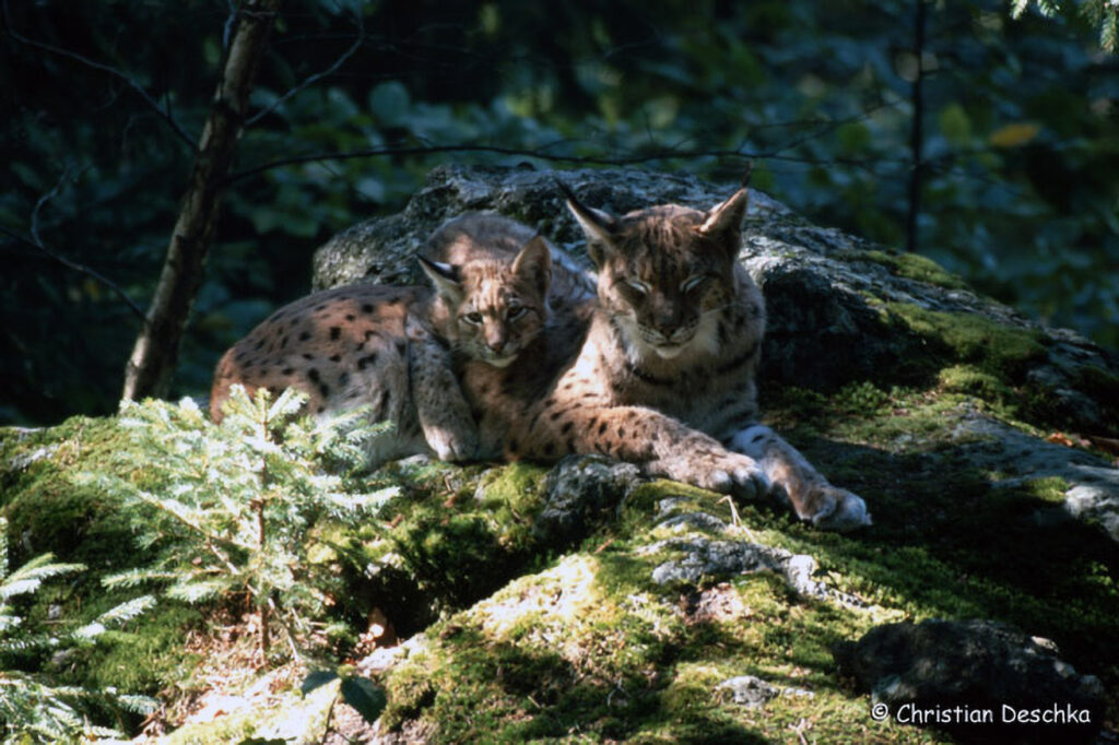 036_Luchs