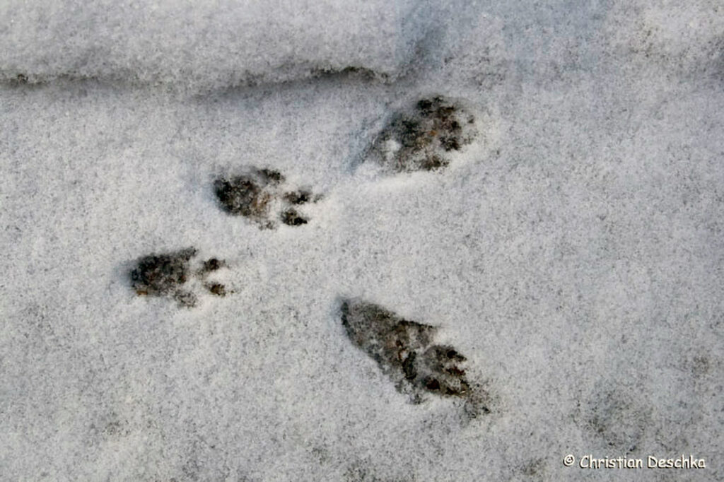 036_Tierspuren-Fotos