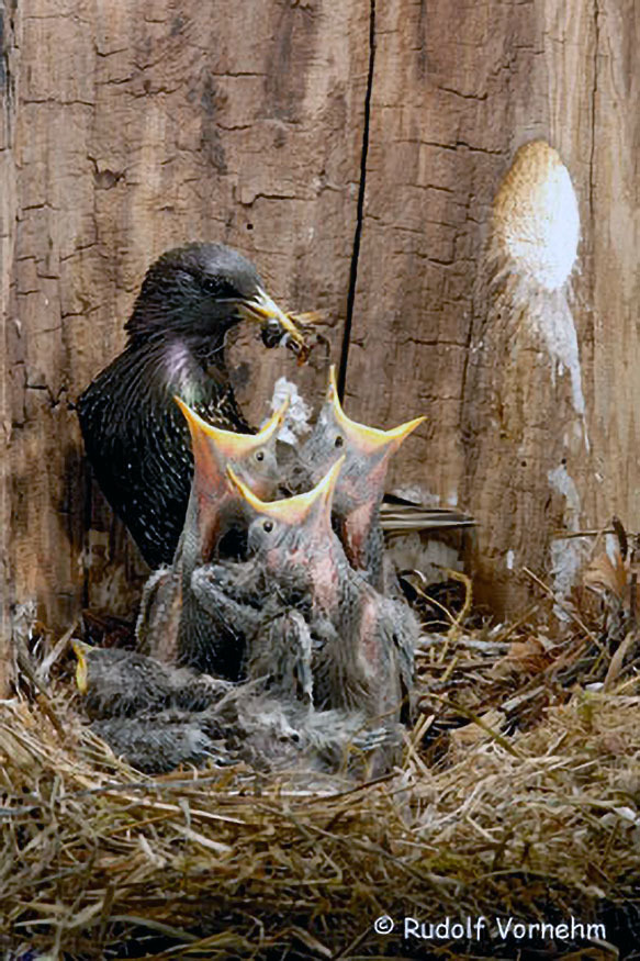 037_2_Voegel-an-Gebaeuden