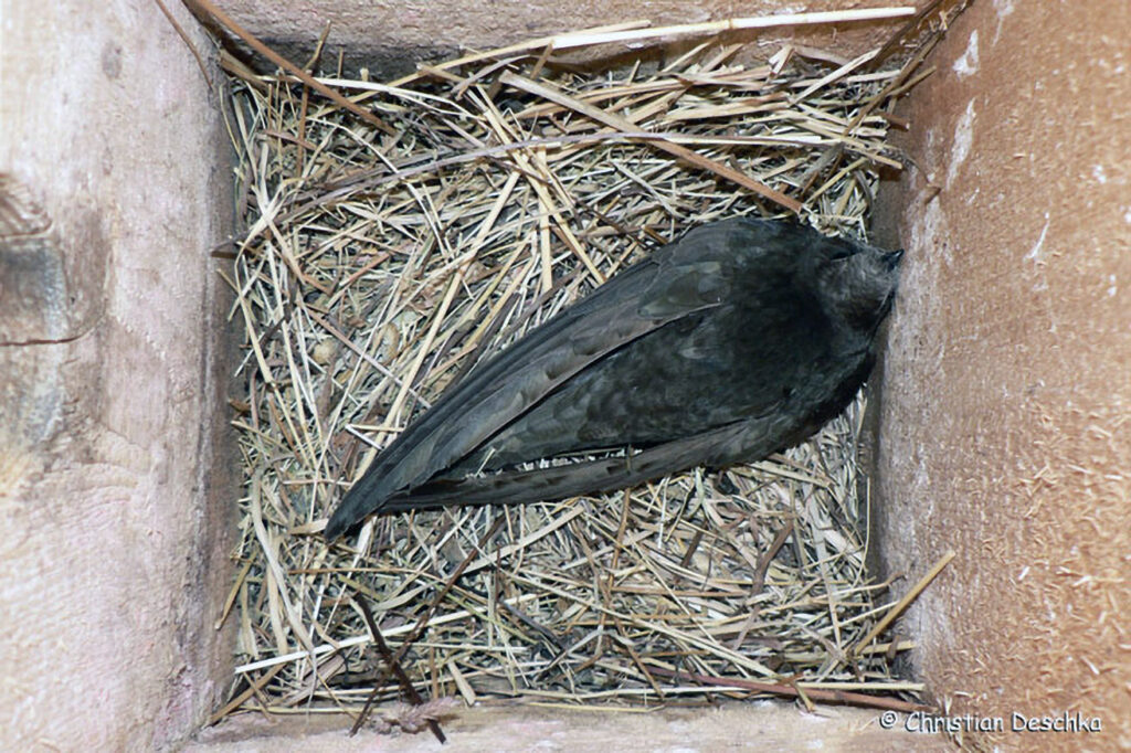 037_Mauerseglerprojekt