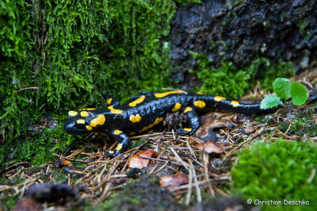 037_Naturschutzgebiet-Pesenbachtal