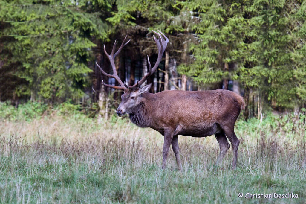 037_Rothirsch