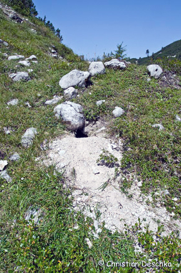 038_Tierspuren-Fotos