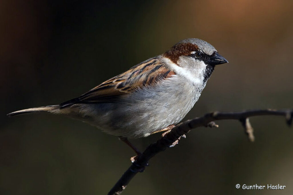 038_Voegel-an-Gebaeuden