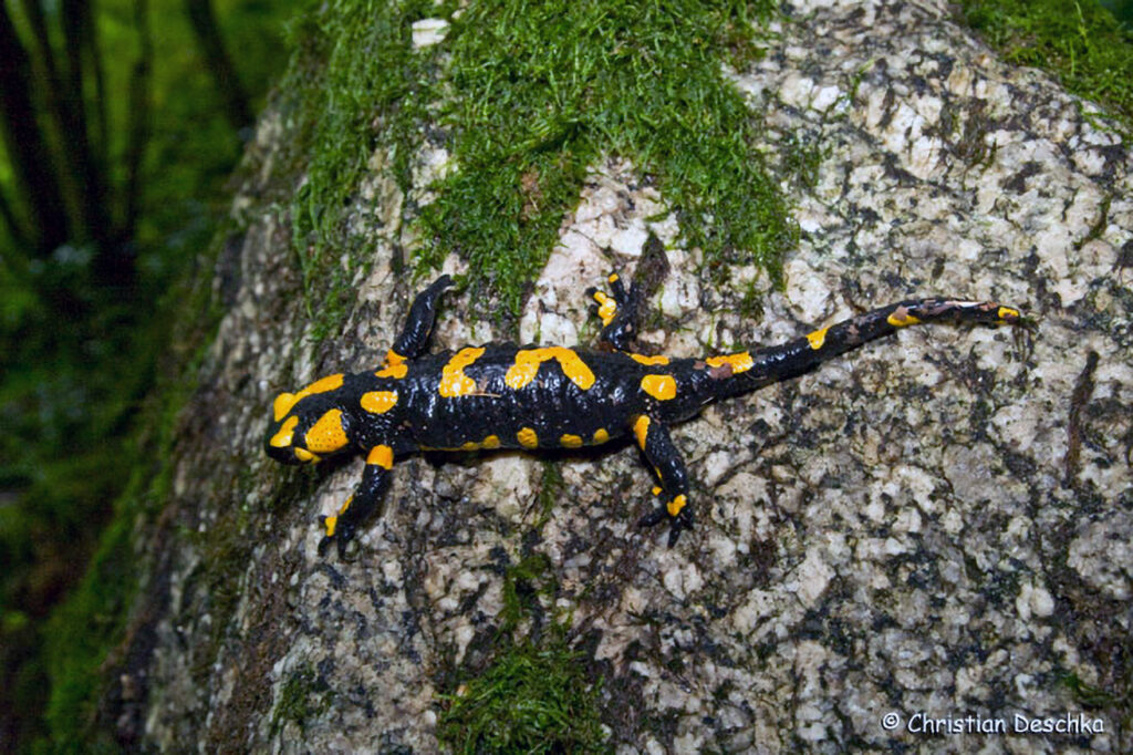 039_Naturschutzgebiet-Pesenbachtal