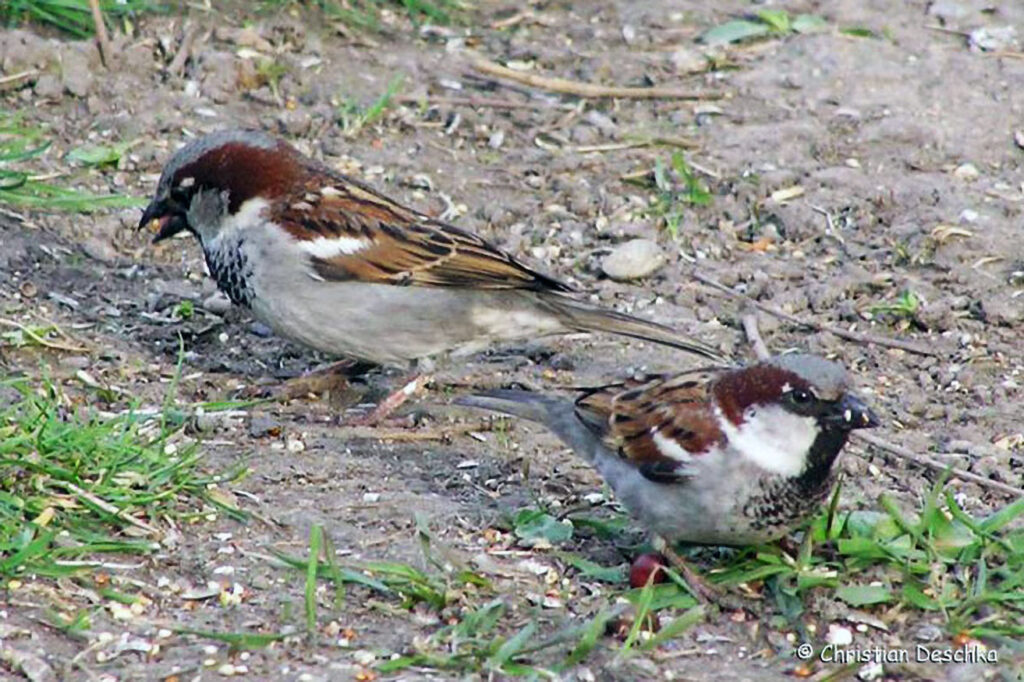 039_Voegel-an-Gebaeuden