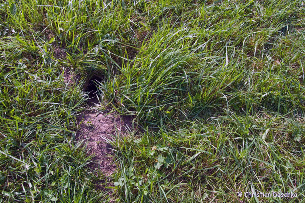 040_Tierspuren-Fotos