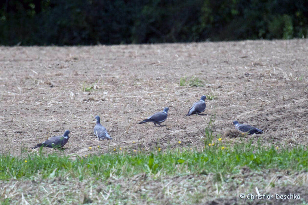 040_Wildtauben