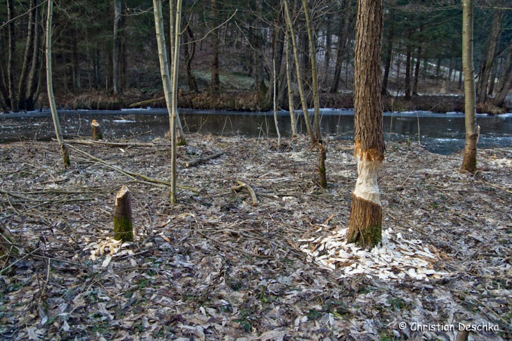 041_Tierspuren-Fotos