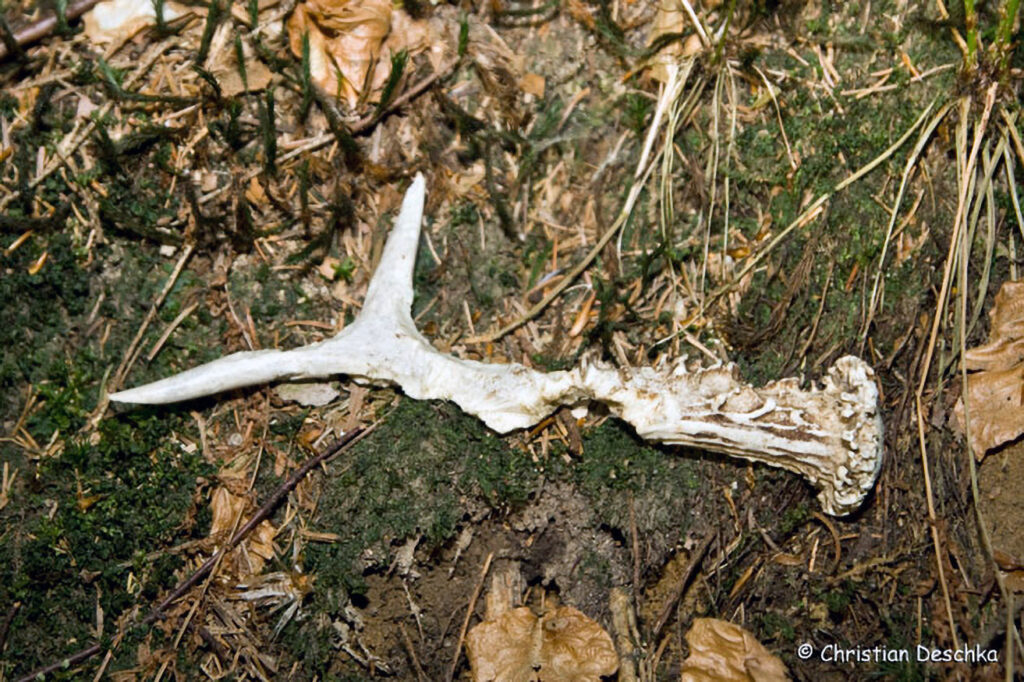 041_Tierspuren-im-Schnee