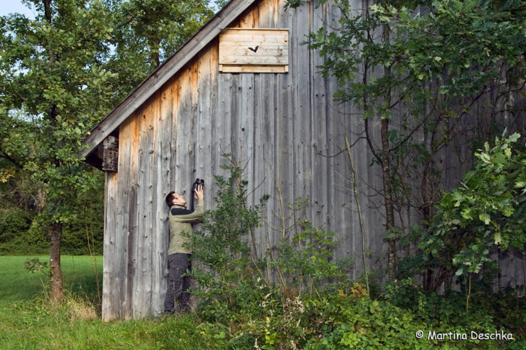 043_Fledermausprojekt