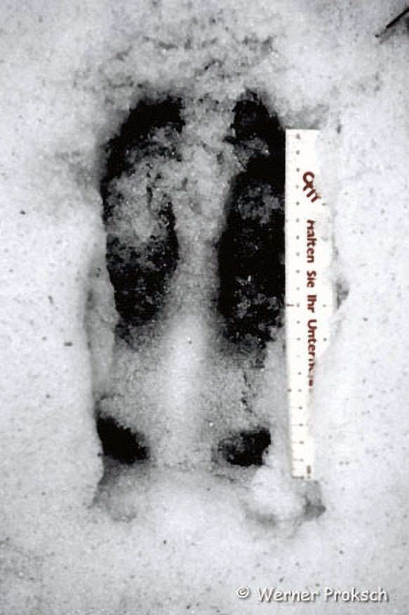 045_Tierspuren-Fotos