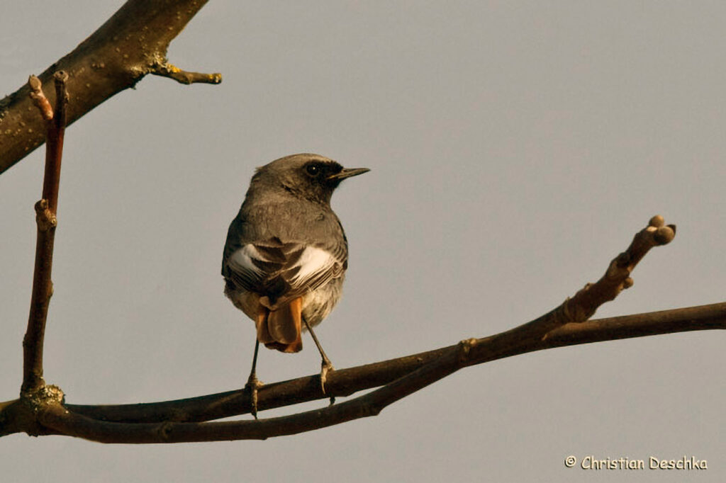 045_Voegel-an-Gebaeuden