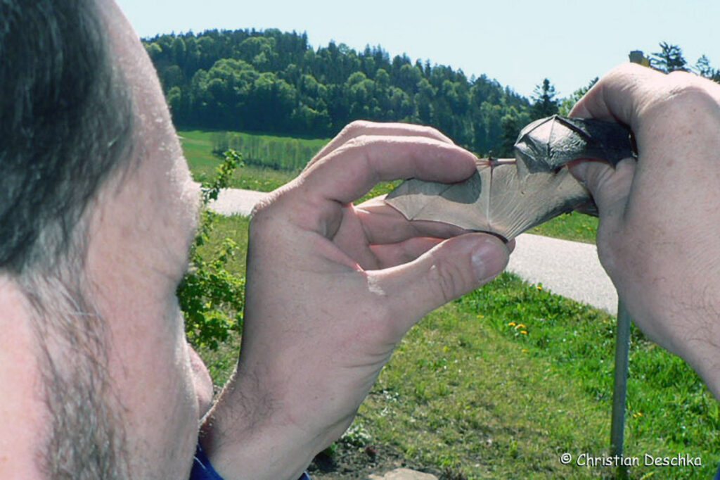 048_Fledermausprojekt