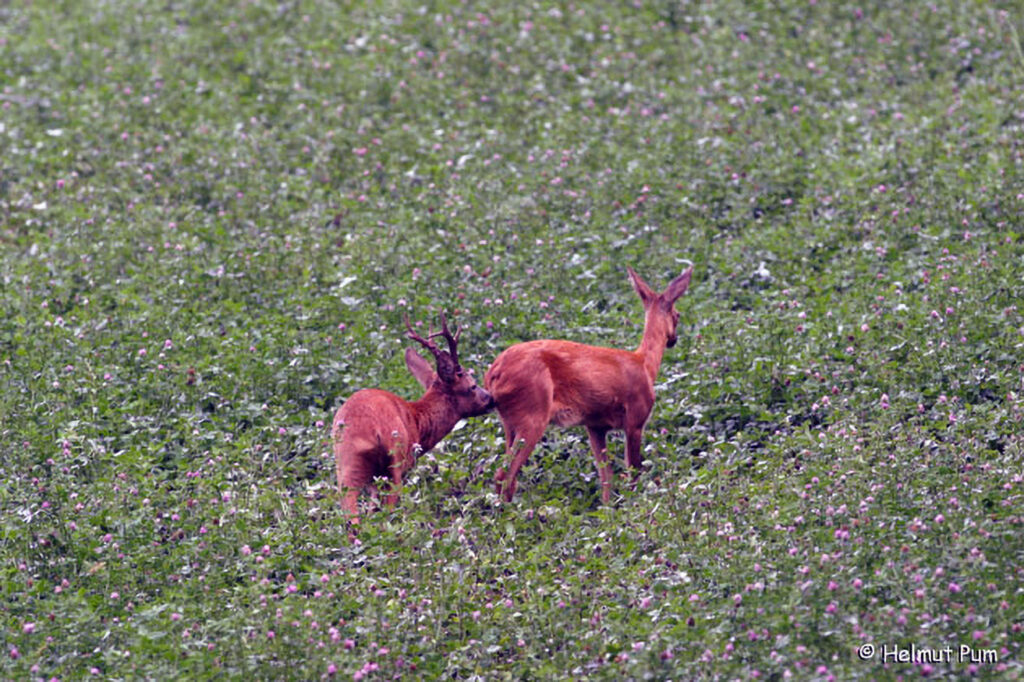 Reh / Capreolus capreolus